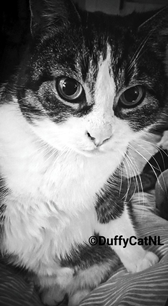 Duffy's mum here: I'd like to let you know that my baby girl suddenly crossed over 🌈 this morning.💔 I'm beyond heartbroken and love her so much that it's too difficult to put it into words.❤️
I'll miss her terribly. Thank you for loving my girl and being friends with her. 🙏