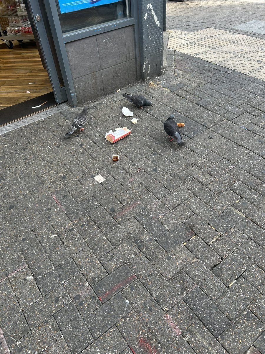 charlubby's tweet image. it’s a bird eat bird world out there