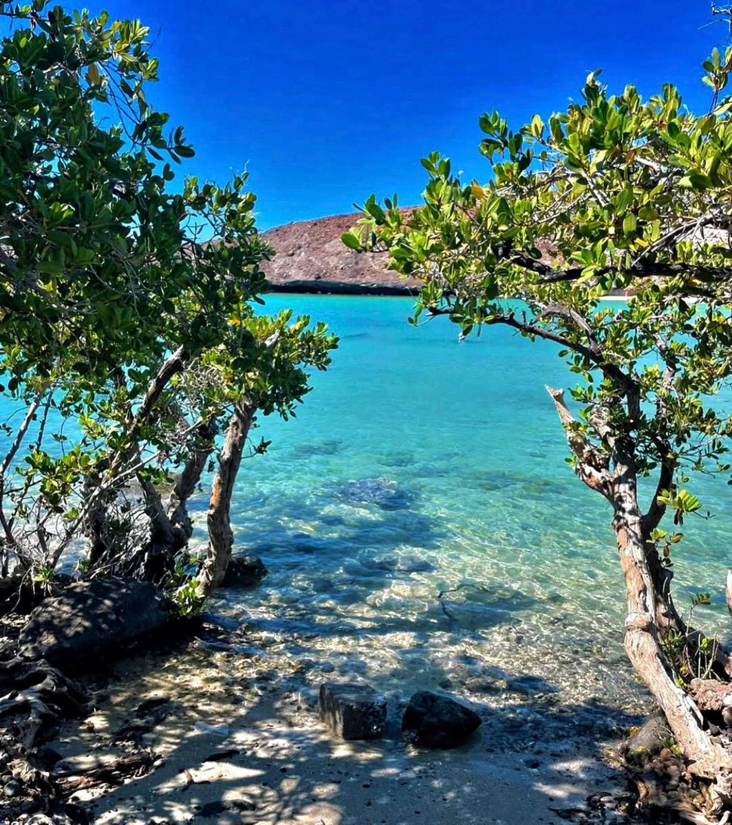 PostBajaSur's tweet image. Playa El Tesoro ✨🌴🌊
La Paz, Baja California Sur