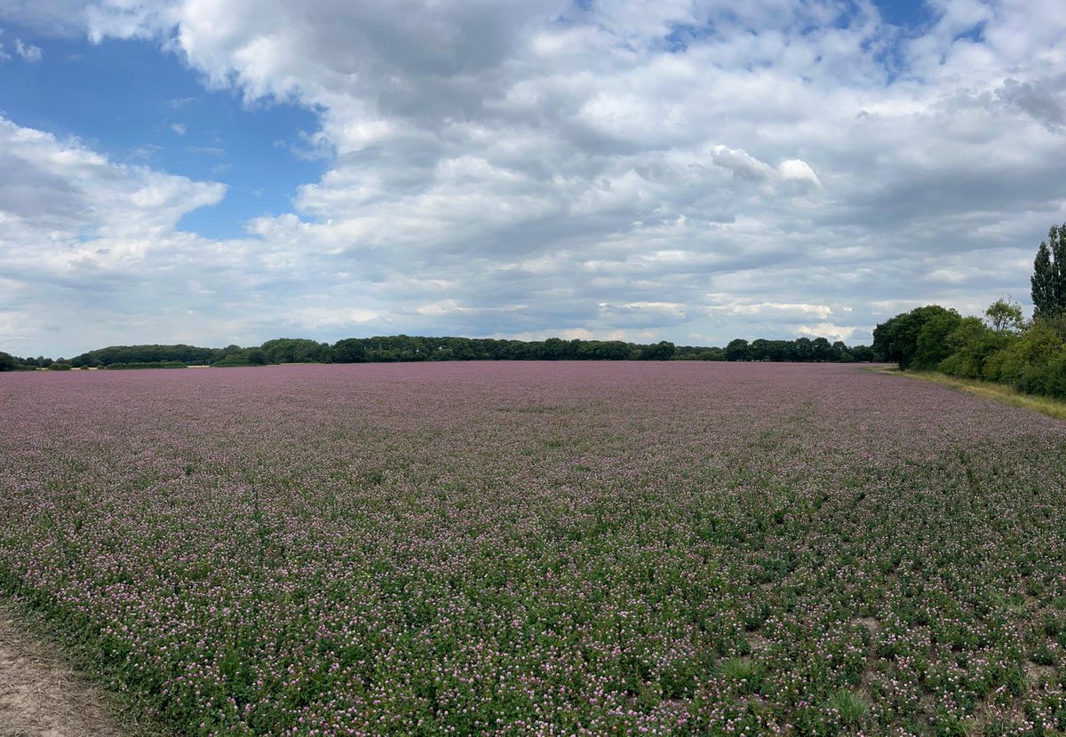 D&P Dear - Quality Beef Finishing tweet media