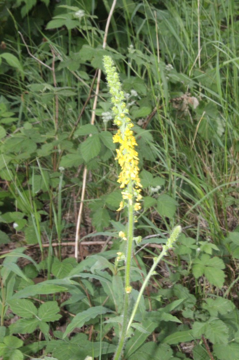 GarthorneroadNR's tweet image. Garthorne Road Nature Reserve is open on Saturday 19th July 2-5pm with self guided tree walk and also a children&apos;s mini beast hunt is available. Bring a picnic and enjoy this quiet oasis. Entrance on Beadnell Road SE23. Sorry no dogs, BBQ&apos;S or motor scooters allowed.