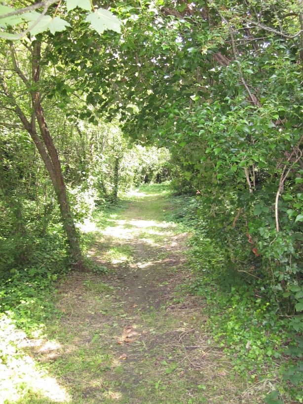 GarthorneroadNR's tweet image. Garthorne Road Nature Reserve is open on Saturday 19th July 2-5pm with self guided tree walk and also a children&apos;s mini beast hunt is available. Bring a picnic and enjoy this quiet oasis. Entrance on Beadnell Road SE23. Sorry no dogs, BBQ&apos;S or motor scooters allowed.