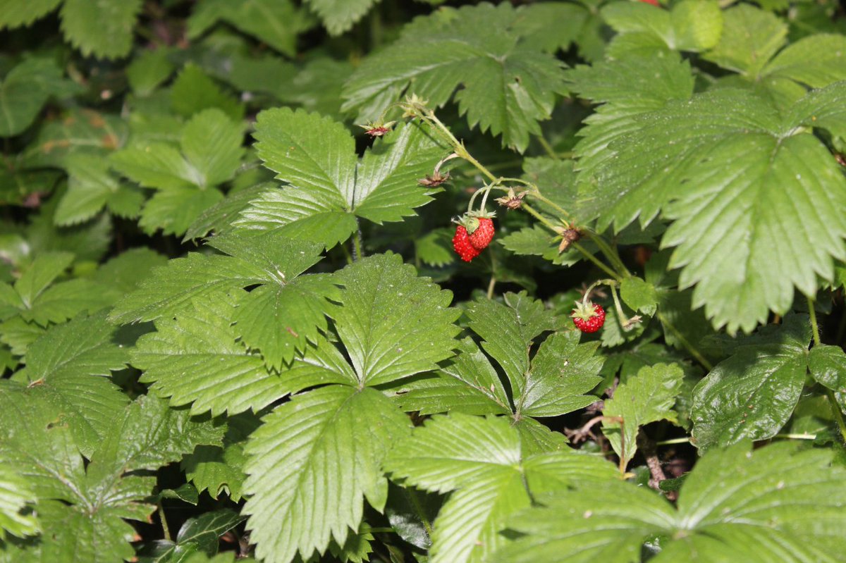 GarthorneroadNR's tweet image. Garthorne Road Nature Reserve is open on Saturday 19th July 2-5pm with self guided tree walk and also a children&apos;s mini beast hunt is available. Bring a picnic and enjoy this quiet oasis. Entrance on Beadnell Road SE23. Sorry no dogs, BBQ&apos;S or motor scooters allowed.