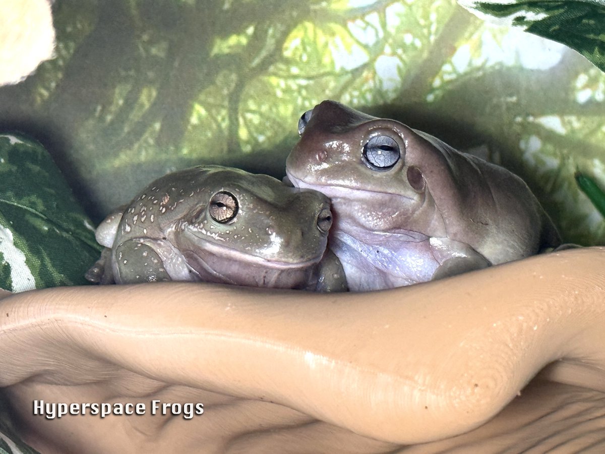 HyperspaceFrogs's tweet image. After stealing several nummies from the younger frog, Rodney has decided Hollus isn’t so bad after all.