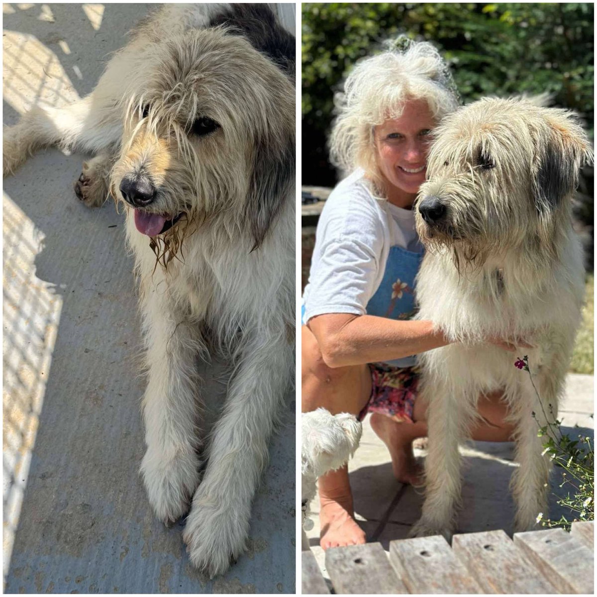 The largest of all dogs at the Sanctuary, we never thought that Pic would be chosen. 3 weeks ago, he arrived in the UK on the Happy Van and settled right into his new family life. Lucky boy, Pic.