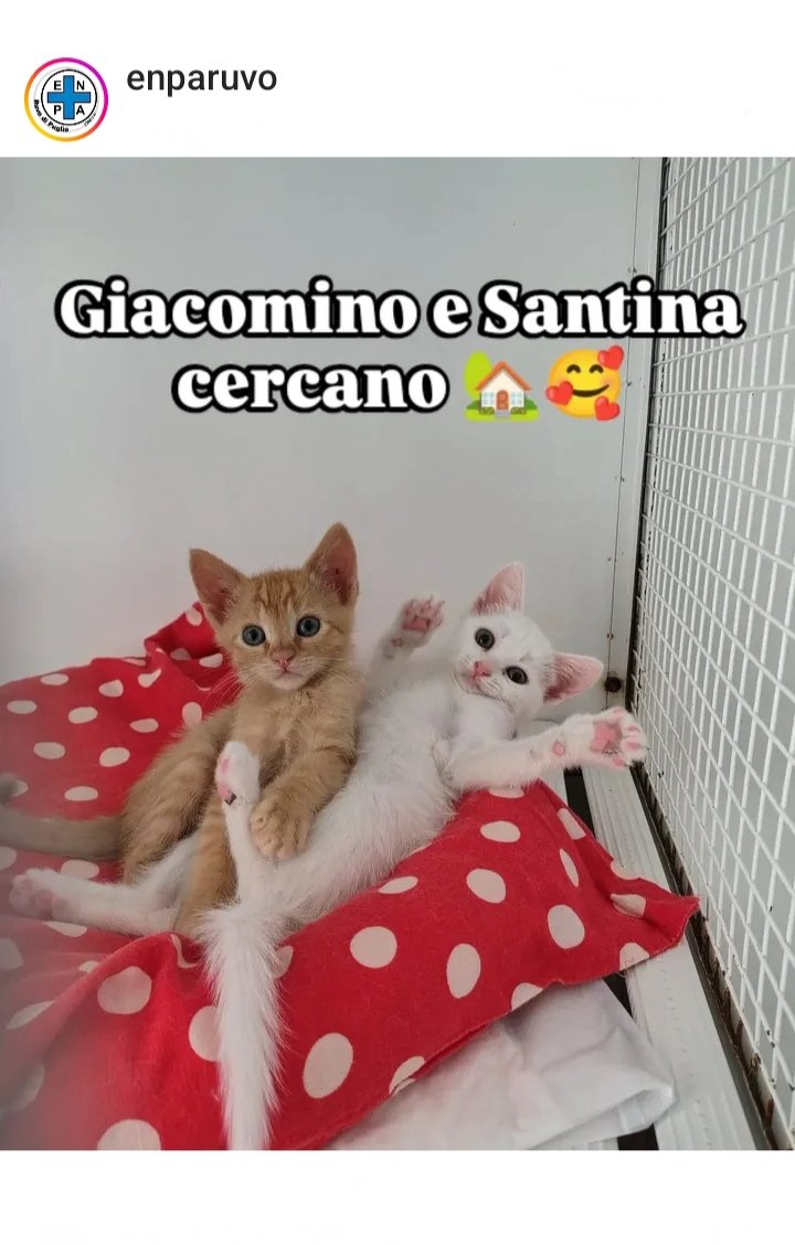 marcob0873's tweet image. 😻💕😻💕😻💕😻💕😻💕😻
AIUTIAMO QUESTI DUE BELLISSIMI MICINI A TROVARE UNA CASA 
UNA BELLA ADOZIONE DI COPPIA SAREBBE L&apos;IDEALE
CONDIVIDIAMO TUTTI
🐾✨🐾✨🐾✨🐾✨🐾✨🐾