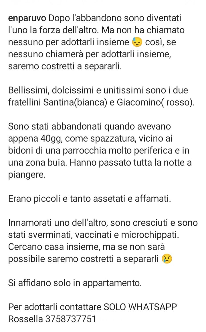 marcob0873's tweet image. 😻💕😻💕😻💕😻💕😻💕😻
AIUTIAMO QUESTI DUE BELLISSIMI MICINI A TROVARE UNA CASA 
UNA BELLA ADOZIONE DI COPPIA SAREBBE L&apos;IDEALE
CONDIVIDIAMO TUTTI
🐾✨🐾✨🐾✨🐾✨🐾✨🐾