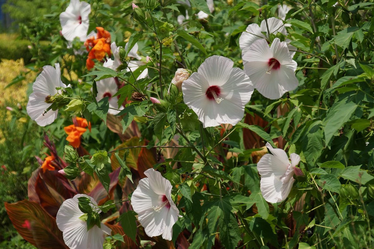 takecyanful's tweet image. 7/19 土曜日 🌦️ 22℃
🍀 おはようございます🍀
ーーーーーーーーーーーー
Good morning everyone
ーーーーーーーーーーーー
🍀🌸🍀