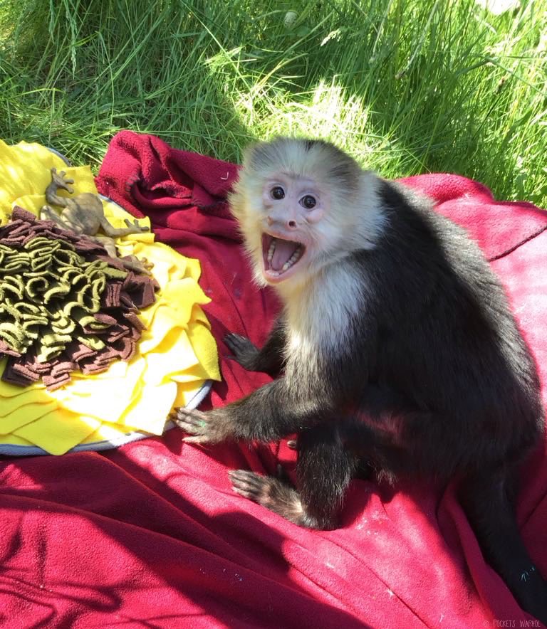 PocketsWarhol's tweet image. My philosophy for a happy life is simple - just keep laughing!😃🐵#bekindtoanimals #AFTERLIFE #storybookmonkeys