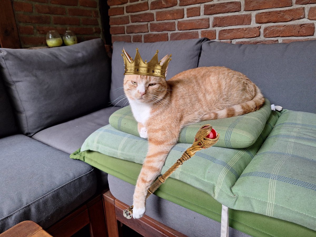 <a href="/Wackelkasper/">Oscar, Sunny&Barney 🐈🐈</a> ohhhh