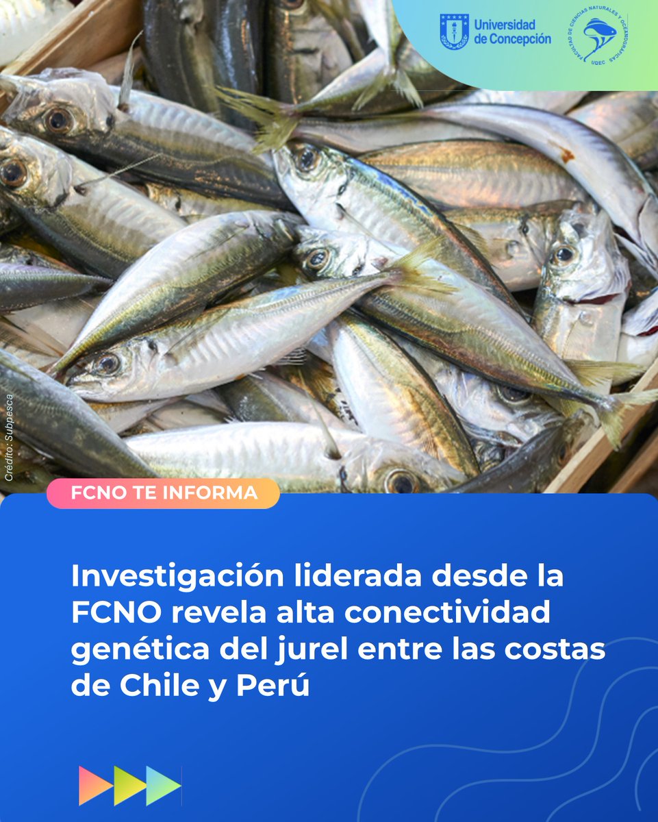 Investigación UdeC revela alta conectividad genética del jurel (Trachurus murphyi) entre Chile y Perú, reforzando la idea de una gran población única.
Los hallazgos de este proyecto FIPA son clave para el manejo pesquero sostenible tinyurl.com/bdfpvr4z