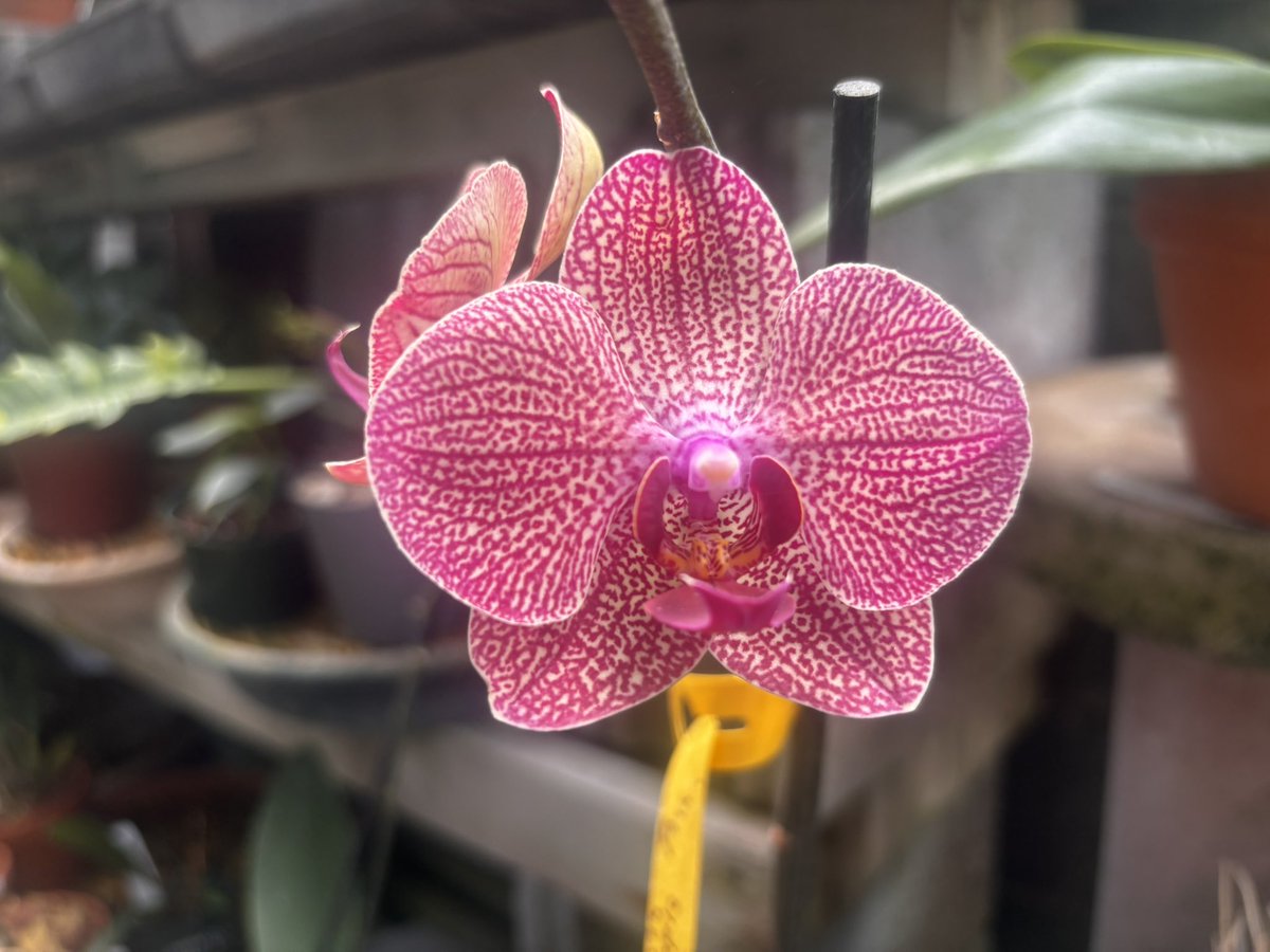 iPadLoveU's tweet image. My favorite flowers are orchids because in Every one you can see a little person if you look hard enough