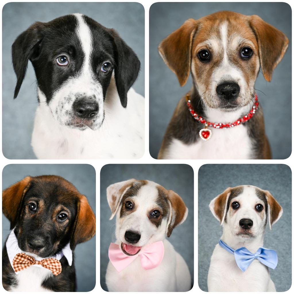 papasobaka's tweet image. All this time I have not been sitting still. I think I have found a home where I can settle my shelter for dogs. I have been going to this for three years. A little later I will show everything. In our family there are the first 5 puppies. These are Nora, Flora, Achilles, Lyutiy…