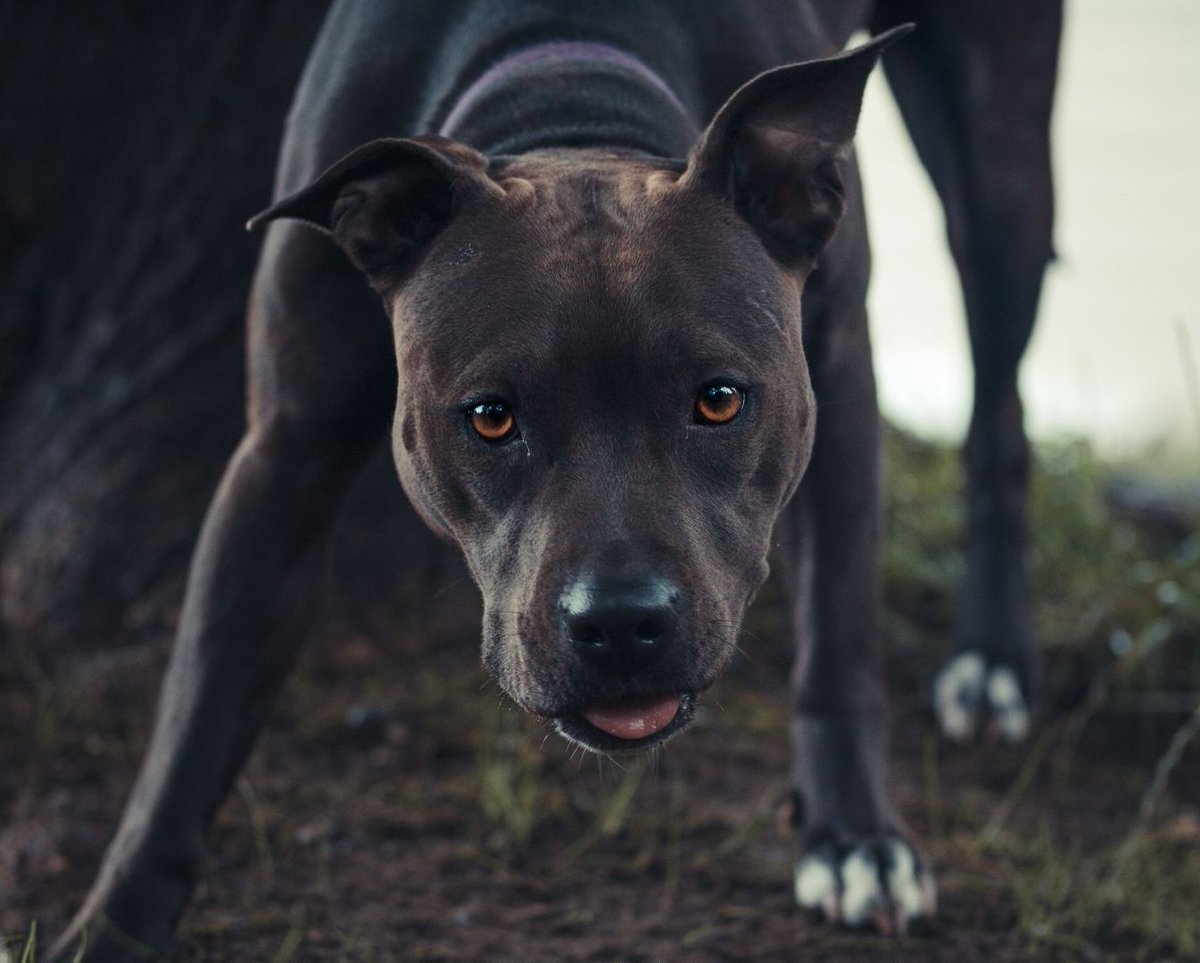 HELLO. My Best friends amazing dog, Navi, needs life saving surgery if anyone can help at all. She has an obstruction in her intestines. 
If you can't donate, even just sharing helps a ton. 

gofund.me/9d213fe0