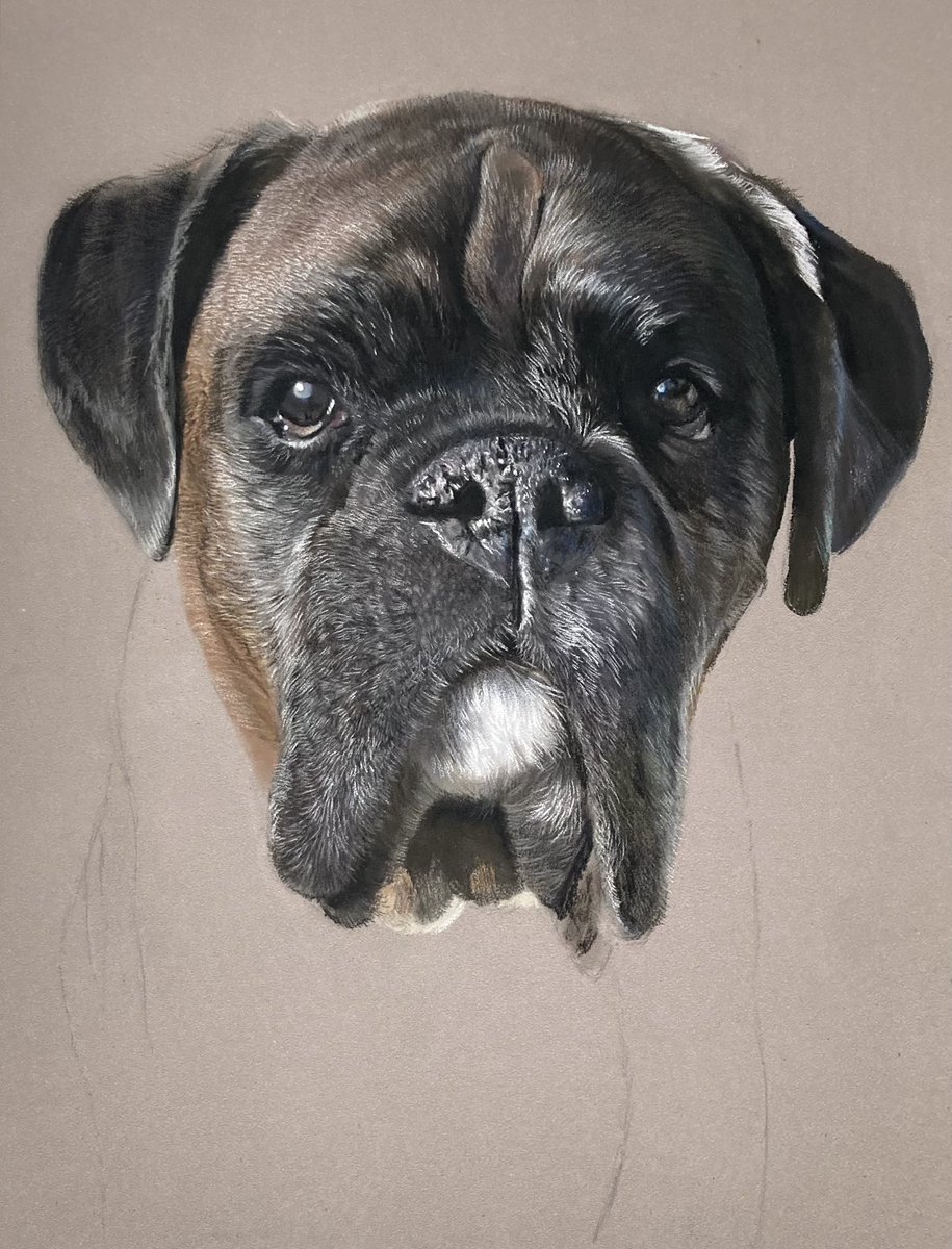 Work in progress, Stanley the boxer. Have a great weekend everyone 🙂. #art #draw #drawing #painting #boxerdog #petart #petportrait #pastelart #artwork #artistry #artdrawing #dog #pencil