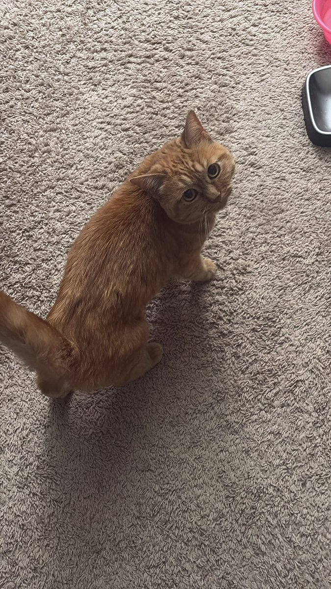 Trae943's tweet image. Cat