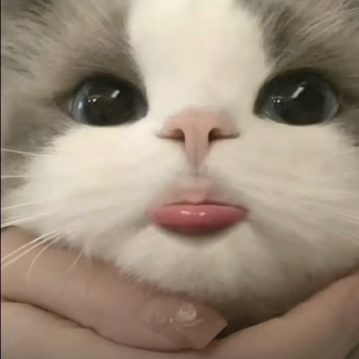 🥟 (@sanbaboofficial) on Twitter photo 