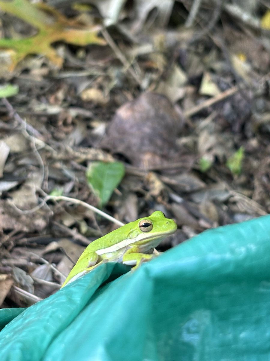 MugiwaraDGoofy's tweet image. His name is Peter Frogger
the Spider-Man of Frogs
Hero of my backyard