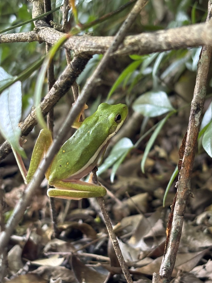 MugiwaraDGoofy's tweet image. His name is Peter Frogger
the Spider-Man of Frogs
Hero of my backyard