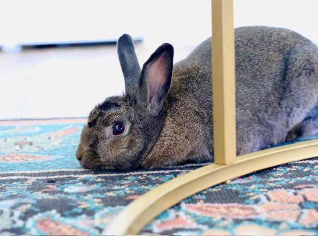 HouseRabbit's tweet image. Meet Knickerbocker! He's hoppy to explore new places & accept head scritches from humans. In his experience, everything can be a chew toy, so be sure to bunny proof & have lots of chew toys around! ππ
Submit an adoption application for Knickerbocker at houserabbit.org