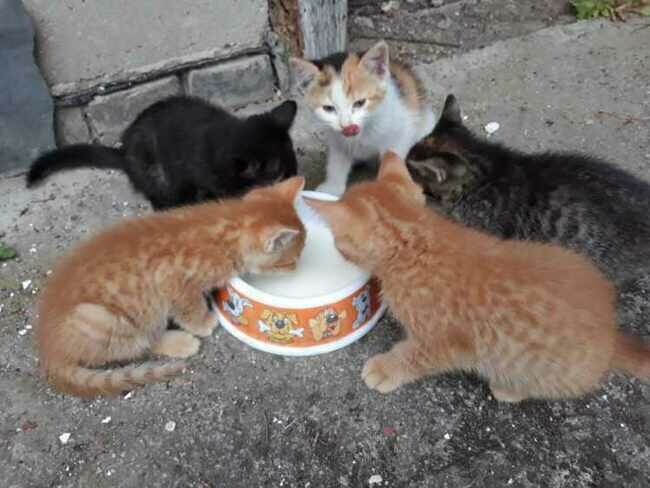 Jᴬᴷ ᴄᴢłᴼᵂᴵᴱᴷ 🅩 🅚🅞🅣🅔🅜 (@czlowiekikot) on Twitter photo Kończy się czas by odmienić koci los! Proszę, tu liczy się każdy gest 🙏
ratujemyzwierzaki.pl/palikowka-feli…
<a href="/laskowski_pl/">Grzegorz Laskowski</a> <a href="/PiotrUrban1/">Piotr Urban🌿/|\</a> <a href="/justi_justyna/">𝑱𝒖𝒔𝒕𝒚𝒏𝒂</a> <a href="/Luiza93902397/">Luiza</a> <a href="/Halina51149673/">Halina 🇵🇱🇪🇺</a> <a href="/Wedana42993429/">Wedana🖤8❤️🇵🇱🇺🇦</a> <a href="/hajdora/">dorota hajewska🐾</a> <a href="/bruxa031/">bruxa03</a> <a href="/Rozalia_swir/">marylin</a> <a href="/joannamarg22/">joannamarg22 🇪🇺⚡☂️🇵🇱</a> <a href="/wielkiszu24/">Wielki Szu</a> <a href="/kot_malinek/">Adam</a> <a href="/HarkerWolf/">Mina Wolf Harker</a> Kończy się czas by odmienić koci los! Proszę, tu liczy się każdy gest 🙏
ratujemyzwierzaki.pl/palikowka-feli…
<a href="/laskowski_pl/">Grzegorz Laskowski</a> <a href="/PiotrUrban1/">Piotr Urban🌿/|\</a> <a href="/justi_justyna/">𝑱𝒖𝒔𝒕𝒚𝒏𝒂</a> <a href="/Luiza93902397/">Luiza</a> <a href="/Halina51149673/">Halina 🇵🇱🇪🇺</a> <a href="/Wedana42993429/">Wedana🖤8❤️🇵🇱🇺🇦</a> <a href="/hajdora/">dorota hajewska🐾</a> <a href="/bruxa031/">bruxa03</a> <a href="/Rozalia_swir/">marylin</a> <a href="/joannamarg22/">joannamarg22 🇪🇺⚡☂️🇵🇱</a> <a href="/wielkiszu24/">Wielki Szu</a> <a href="/kot_malinek/">Adam</a> <a href="/HarkerWolf/">Mina Wolf Harker</a>