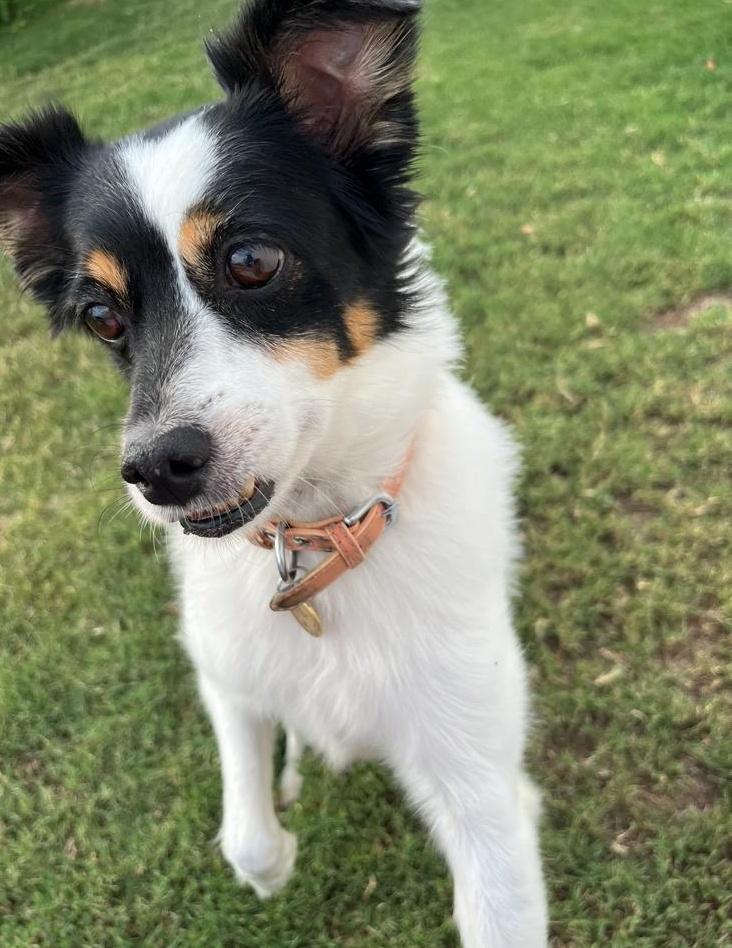 #Arya (Cloé ) está estupenda, ya con sus años pero muy bien. Mirar que foto nos envía su familia  ❤.