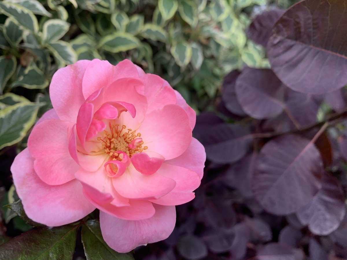 Mark Shephard 🏳️‍🌈 tweet media