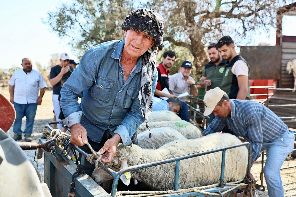 Ödemiş’te yaşanan yangın felaketinden etkilenen vatandaşlarımıza İzmir Valiliğince temin edilen
🐝 1.797 arı kovanı,
🐑 89 küçükbaş hayvan,
🐄 2 büyükbaş hayvan
teslim ettik.

Seferihisar başta olmak üzere diğer ilçelerimizde de telef olan hayvanların yerine büyükbaş ve küçükbaş