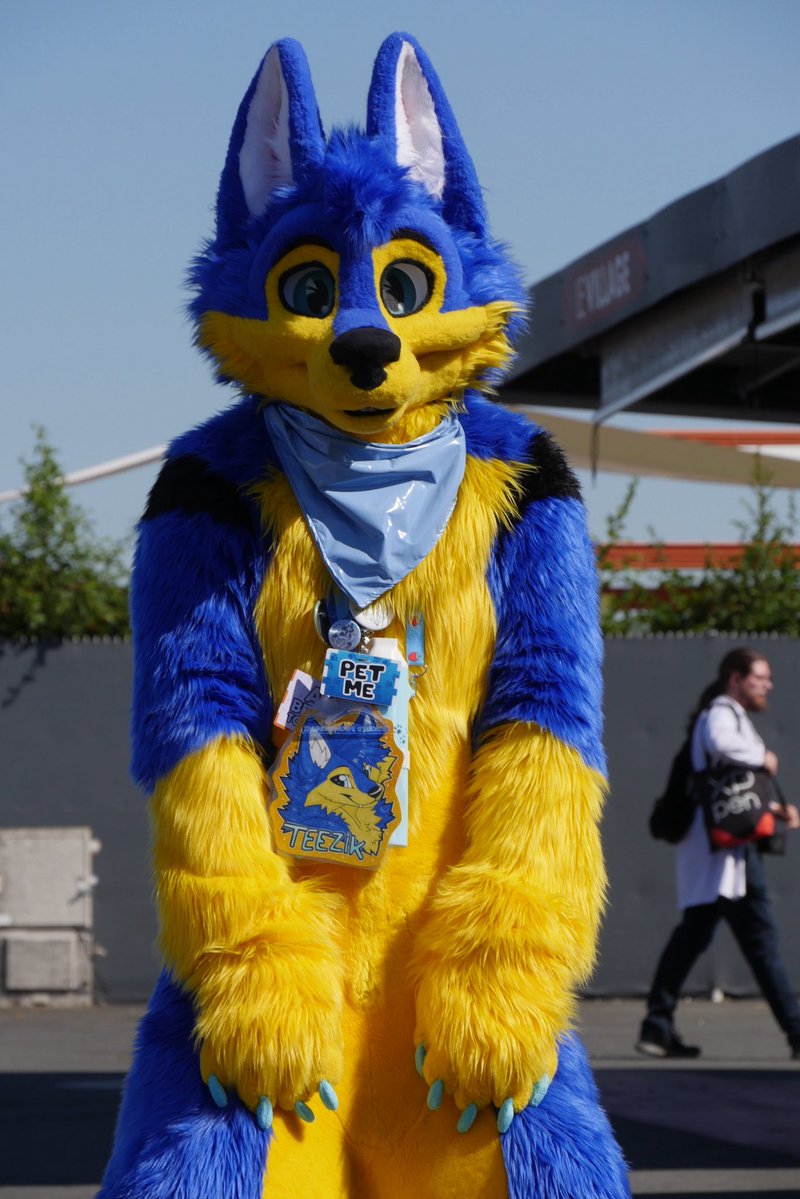 Teezik_Wolf's tweet image. Stop right here ! And pet me 🥰💙 #fursuitfriday 
(Btw ask before touch at cons thanks 💙)

📷 @FreazyFluffy 
🪡🧵 Thunderhowl Studios

#furry #fursuit #furusiter #frenchfur #frenchfursuiter