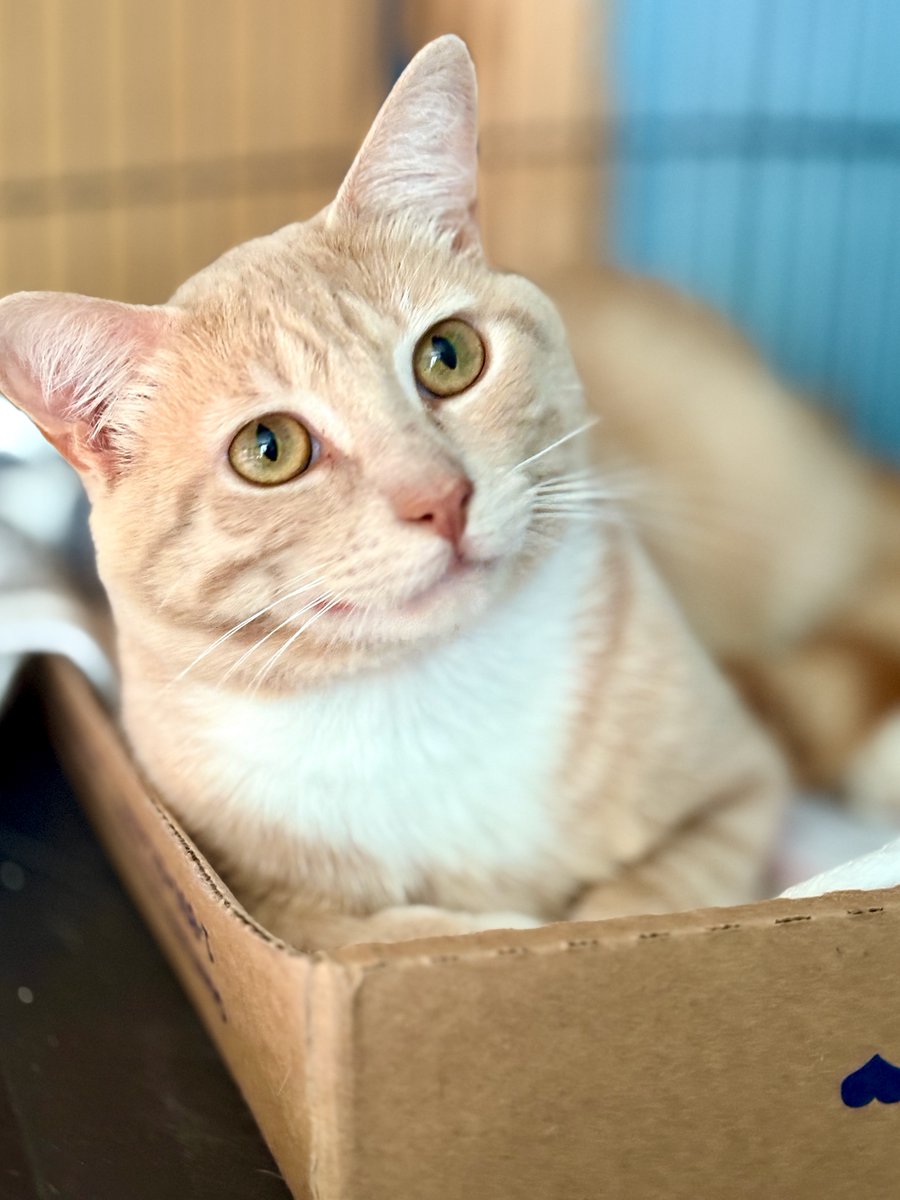 RappCatsAdopt's tweet image. 馃АLegacy graduated from intake! He's in a 3-story transition enclosure to give him time to adjust to the other cats, then he'll be out & about. He's a sweetheart who adores playing with the feather wand & he loves chin scritches.
