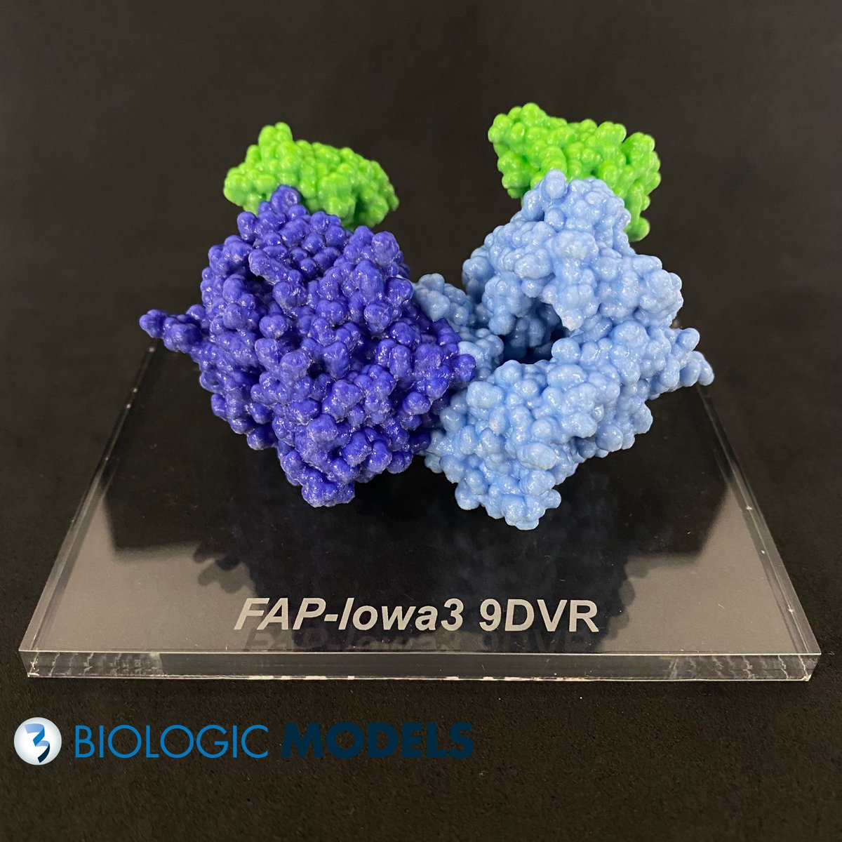 BiologicModels's tweet image. Human Fibroblast Activation Protein Alpha is a serine protease overexpressed in cancer. This #3Dprint commemorates the accomplishments of researchers at the University of Iowa. Celebrate the work of a colleague with a 3D printed protein model buff.ly/u0ml0cB