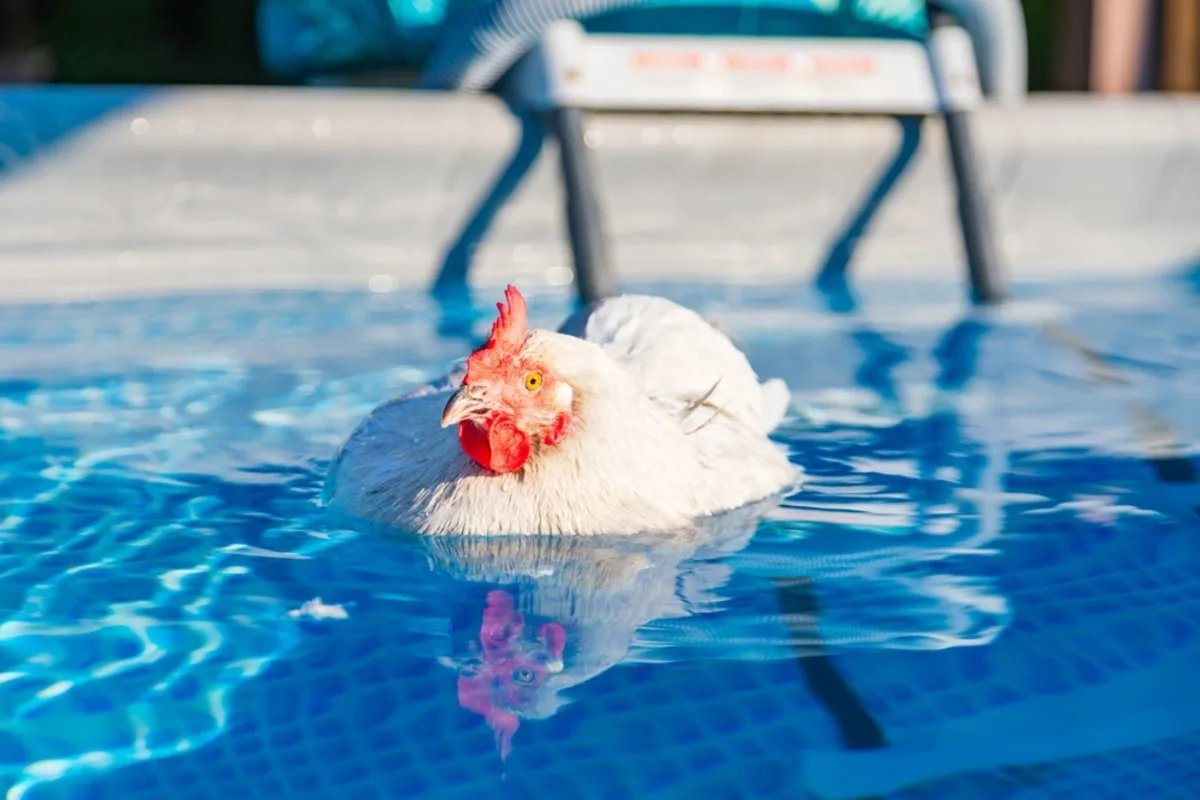 #PoolPartyDosAndDonts 
 Do play chicken.
Don't play with chickens.