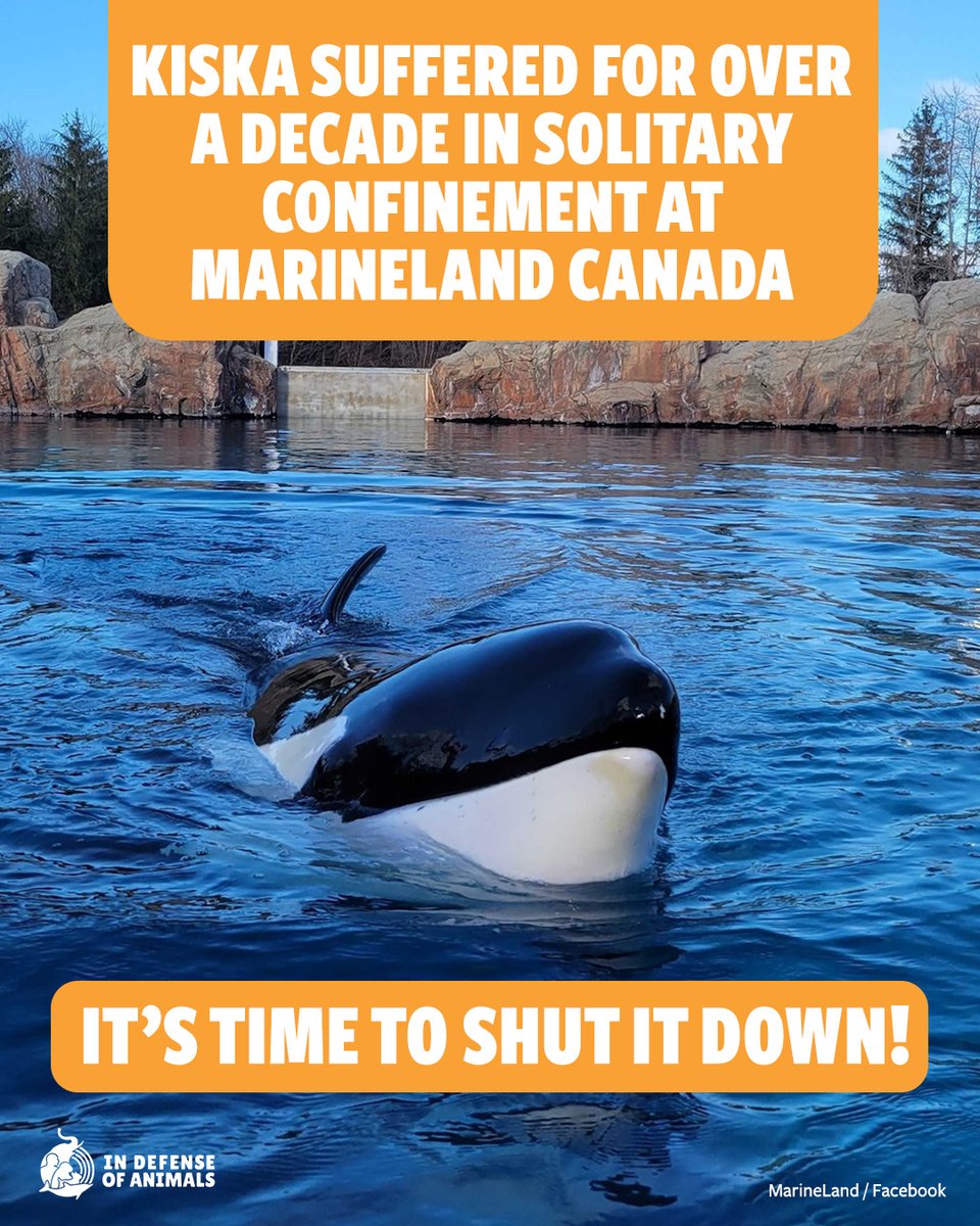 IDAUSA's tweet image. Kiska died in isolation — now 18 belugas are dead too.
Demand that Canada shut down Marineland.
Take action: bit.ly/44Vyeve
Pls RT and support our work: bit.ly/44B25dl
#ShutDownMarineland #JusticeForKiska #FreeWhales