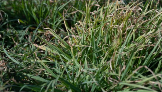 SoyResearchInfo's tweet image. #SoySnippets: Be on the lookout for #SoyResearch, tools, videos and more focused on incorporating cover crops into agronomic systems. These #USSoy resources support decisions to start or expand cover crop programs this year. bit.ly/44budUh