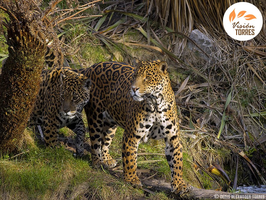 El mayor felino silvestre de América ocupa un lugar especial en el territorio venezolano... Las sabanas inundables o Llanos. Protejamos nuestra herencia natural.

#yaguar #panthera #Venezuela #wildlifephotography #visiontorres