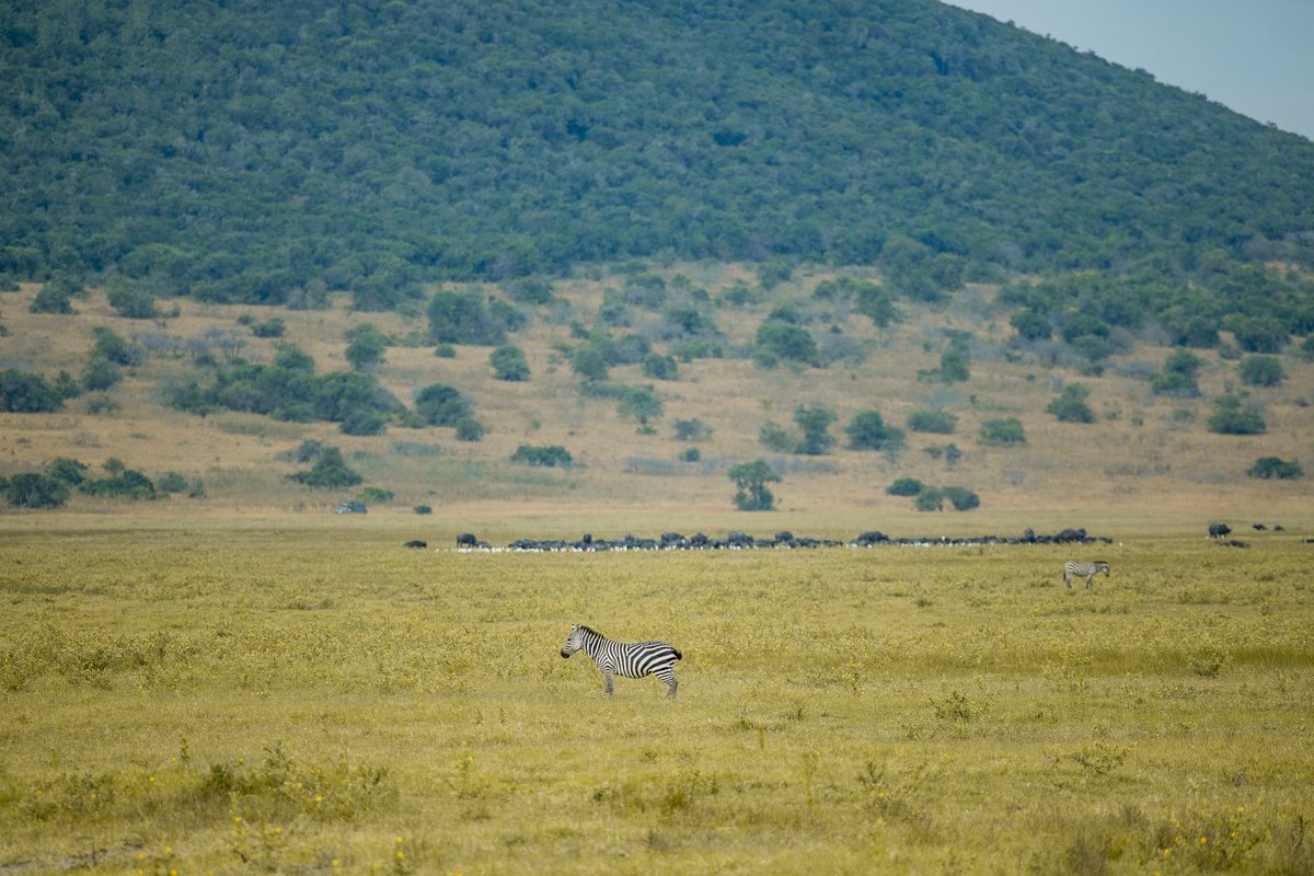 EverRetreat's tweet image. Anyone who has been to Africa,
will tell you that there's something about it you can't describe,
You feel the belonging you've never been before and feel returning once you leave. !
Book now an unforgettable safari with us and experience the thrill of a lifetime! Our expert…