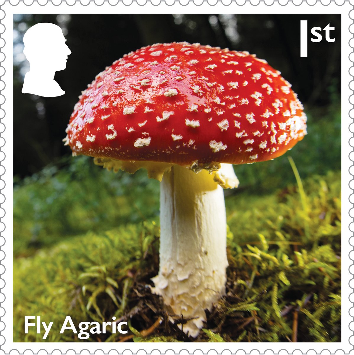 RoyalMail's tweet image. 🍄 There’s still time to explore our Mushrooms Stamps & Collectibles range.
From stunning stamp sets to framed displays, Presentation Packs and more — this issue celebrates the fascinating fungi of the UK.
Don’t miss out, order yours today 🛒 ms.spr.ly/6019Sx0Oc