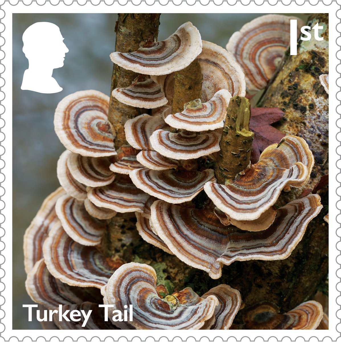 RoyalMail's tweet image. 🍄 There’s still time to explore our Mushrooms Stamps & Collectibles range.
From stunning stamp sets to framed displays, Presentation Packs and more — this issue celebrates the fascinating fungi of the UK.
Don’t miss out, order yours today 🛒 ms.spr.ly/6019Sx0Oc