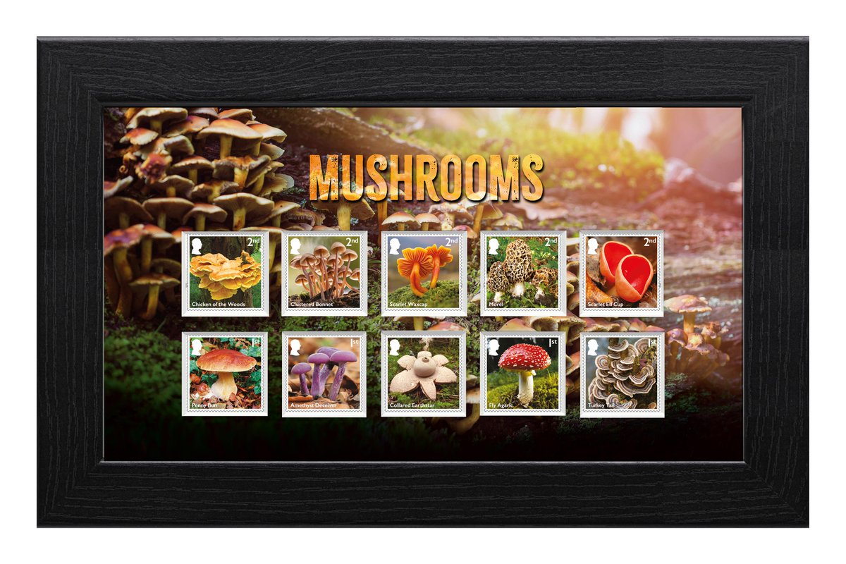 RoyalMail's tweet image. 🍄 There’s still time to explore our Mushrooms Stamps & Collectibles range.
From stunning stamp sets to framed displays, Presentation Packs and more — this issue celebrates the fascinating fungi of the UK.
Don’t miss out, order yours today 🛒 ms.spr.ly/6019Sx0Oc
