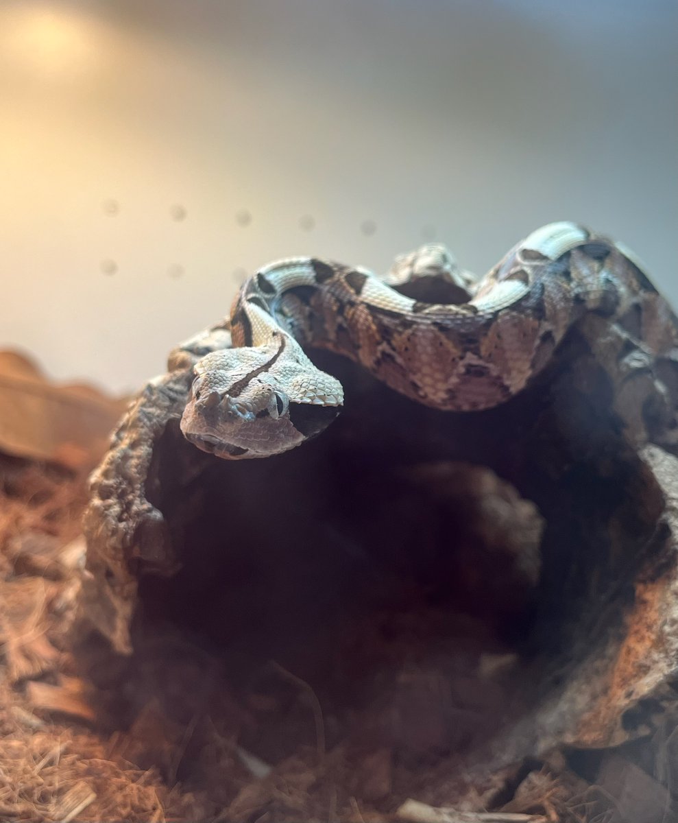 CincinnatiZoo's tweet image. Meet Gabonicus, the gaboon viper! They have the longest fangs of any snake, measuring up to 2 inches, allowing it to deliver a powerful venom. The geometric patterns on their body resemble fallen leaves, providing effective camouflage on the forest floor. #SnakeWeek