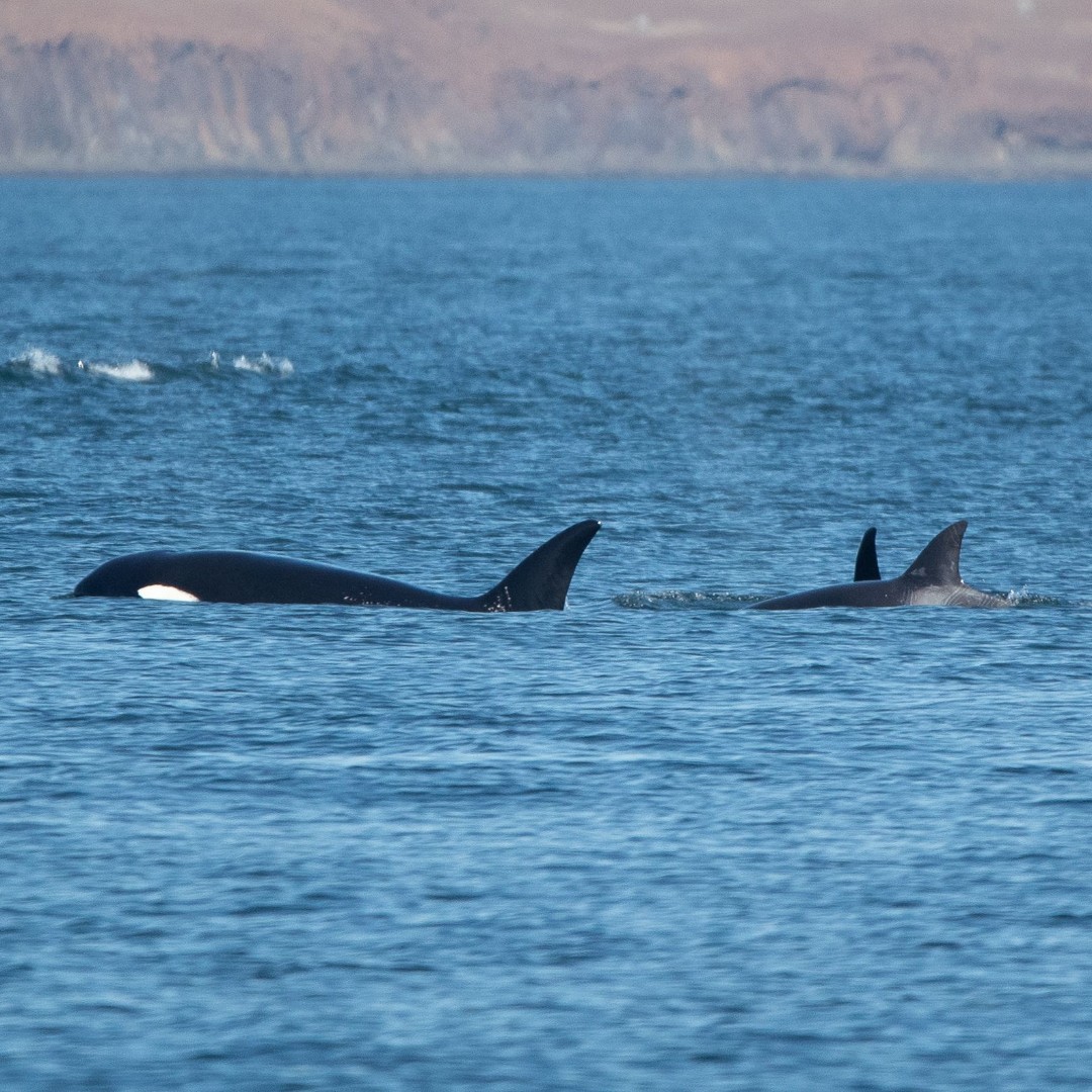 Orca Spirit (@orcaspiritvic) on Twitter photo Known as pods, killer whale groups are led by matriarchs, the oldest females, and can span multiple generations. Calves stay with their mothers for life, forming strong bonds built on communication, cooperation, and culture.
📸: @iamjakehawley
<a href="/victoriavisitor/">Destination Greater Victoria</a> @tvictweets Known as pods, killer whale groups are led by matriarchs, the oldest females, and can span multiple generations. Calves stay with their mothers for life, forming strong bonds built on communication, cooperation, and culture.
📸: @iamjakehawley
<a href="/victoriavisitor/">Destination Greater Victoria</a> @tvictweets