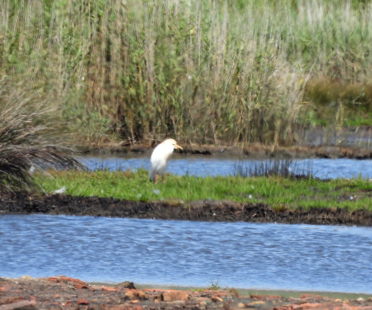 Clive Hargrave (@hargraveclive) on Twitter photo Heron, Great Egret and Cattle Egret almost out of sight at Lodmoor this morning. <a href="/DorsetBirdClub/">Dorset Bird Club</a> Heron, Great Egret and Cattle Egret almost out of sight at Lodmoor this morning. <a href="/DorsetBirdClub/">Dorset Bird Club</a>
