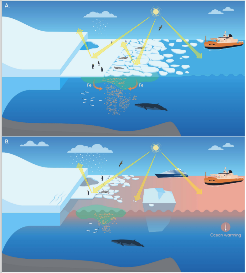 PNASNexus's tweet image. A study explores the consequences of years with low sea ice in Antarctica, including declining krill populations, warming seas, increased ice-shelf calving, and reduced access for researchers. In PNAS Nexus: ow.ly/Ufoa50WrqKA