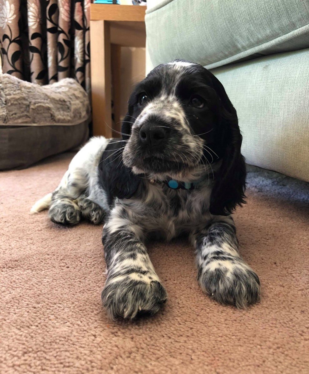 My heart is breaking. Larry needs emergency surgery for a tumor, and I can't afford it. Every little bit helps, and sharing this could save his life. Please consider donating. gofund.me/08404864