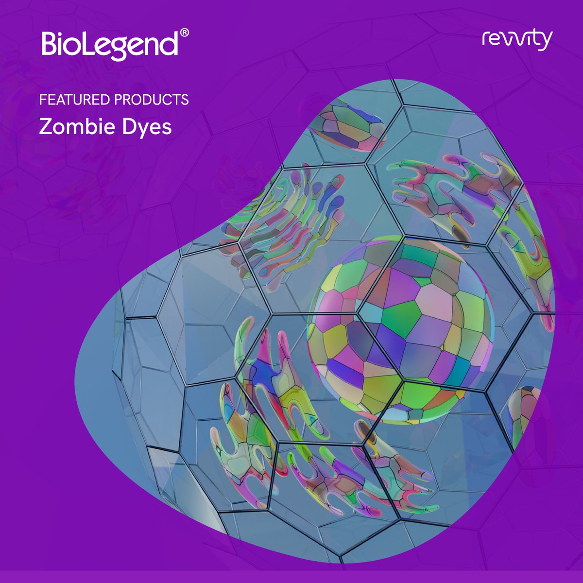 BioLegend (@biolegend) on Twitter photo Identify dying cells with our fixable Zombie Dyes, which bind to primary amines on proteins instead of DNA. Explore a variety of colors that can fit into any flow cytometry panel, including Zombie UV387, B550, YG581, R685, and R718. bit.ly/4o2rSTA Identify dying cells with our fixable Zombie Dyes, which bind to primary amines on proteins instead of DNA. Explore a variety of colors that can fit into any flow cytometry panel, including Zombie UV387, B550, YG581, R685, and R718. bit.ly/4o2rSTA