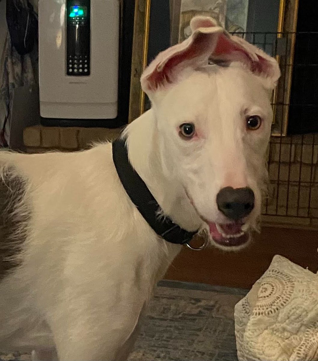 GaltxOrg's tweet photo. Mack is a young greyhound mix seeking a forever home with experienced dog parents and no cats. Read more about him: https://t.co/7H85LqAdR0
#GreyhoundMix #AdoptableDogs https://t.co/EITvf9qSGN