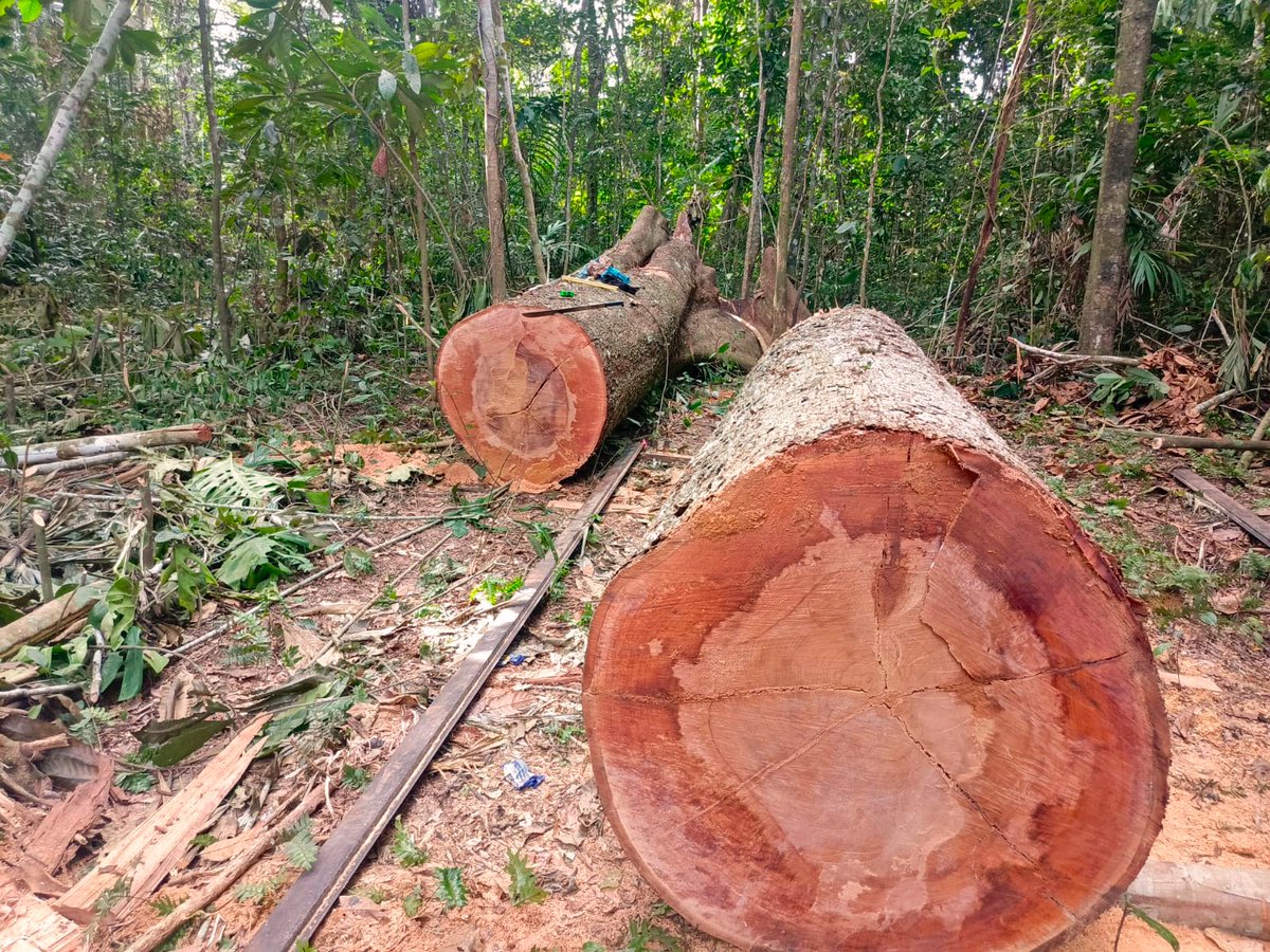 Este es el recorrido de la madera que se extrae ilegalmente de la selva boliviana. 🌳🪓
La mueven estructuras organizadas de traficantes por vías ocultas mediante permisos falsificados para sacarla hacia Perú y otros países.
🧵⬇️