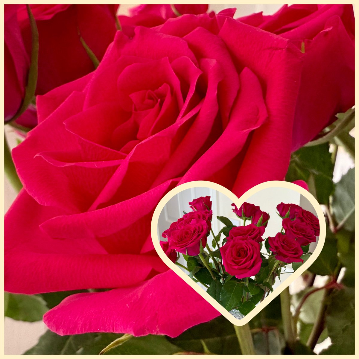 Pink roses symbolise gratitude, appreciation and joy. 

I’m grateful for everyone I’ve gotten to know on this platform and appreciative of the kindness you have shown me. 

I share my pink roses with you all! 🩷🌹

#FlowersOnFriday #flowerphotography #FlowersOnX