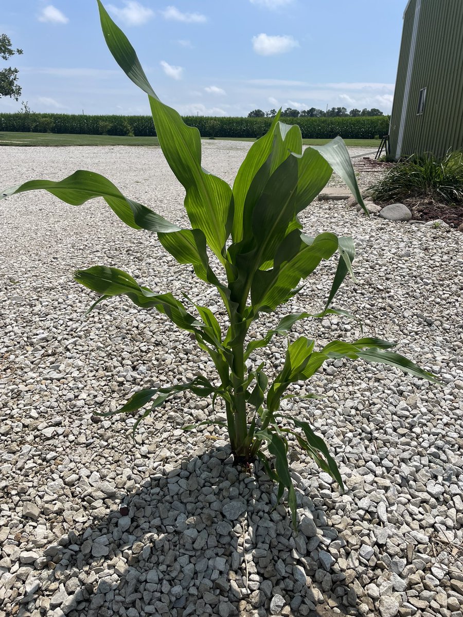 It appears Channel corn will thrive anywhere