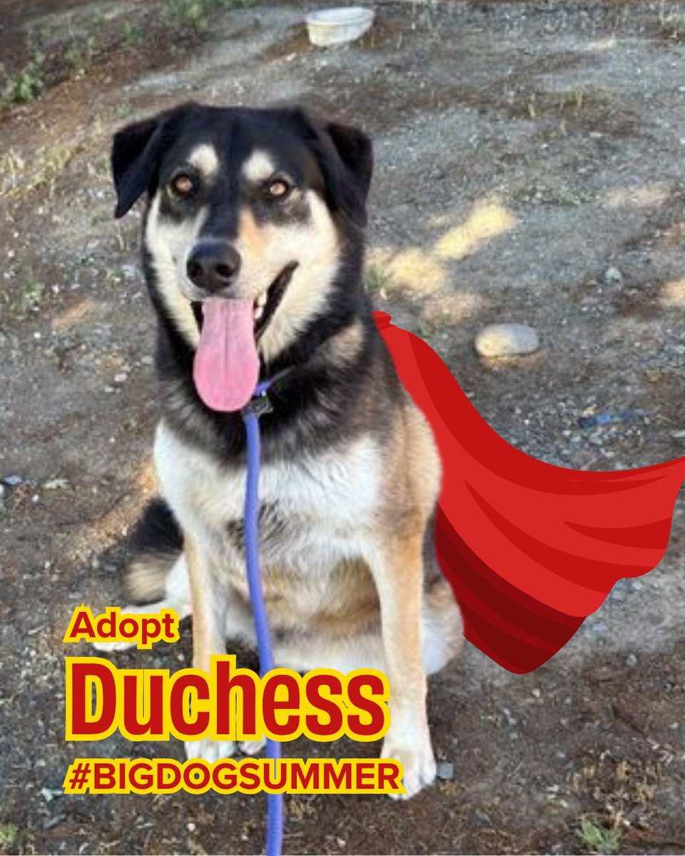 We're stoked that dog adoptions are WAY up since the new #Superman movie dropped. Meet Duchess. She doesn’t always wear a cape, but she does know how to sit, stay, and steal snacks. 

July is #bigdogsummer so her adoption fee is WAIVED. Open daily, 12–6 PM joybound.org/adopt